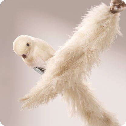 Pájaro con clip crema mezcla de cola oistrich