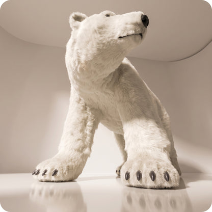 Oso polar bella sin movimiento