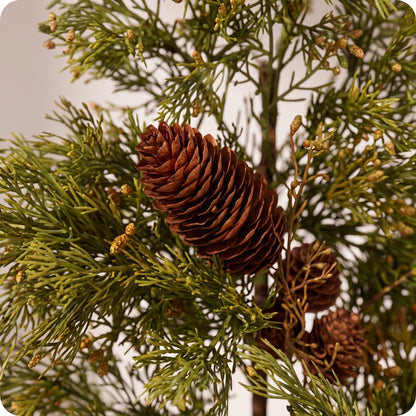 Rama de cedar y pino real