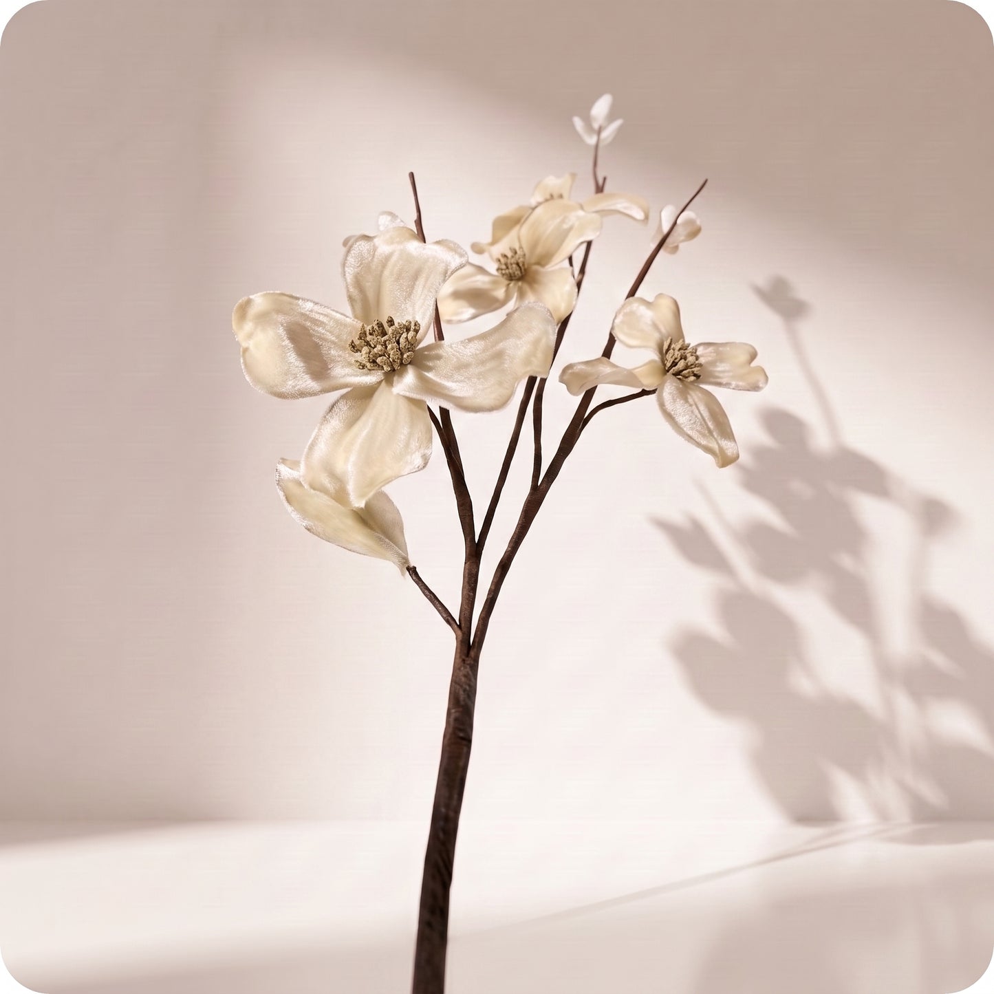 Vara velvet dogwood