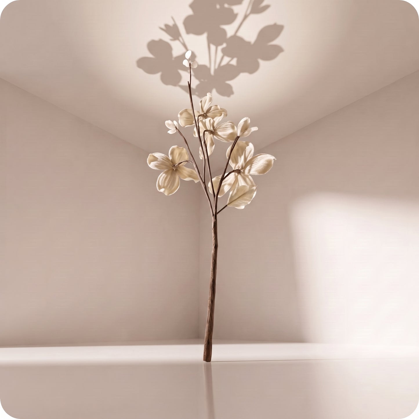 Vara velvet dogwood