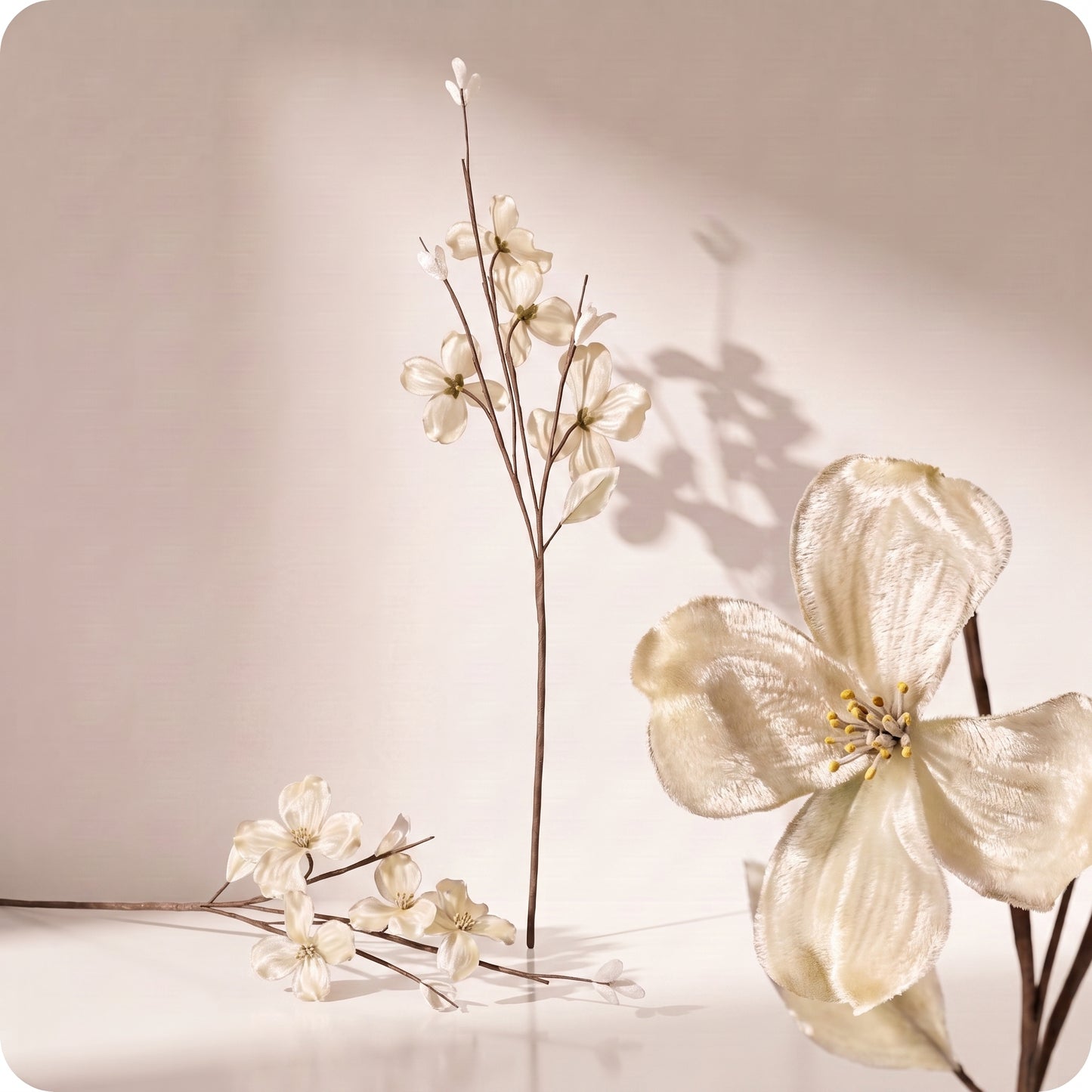 Vara velvet dogwood