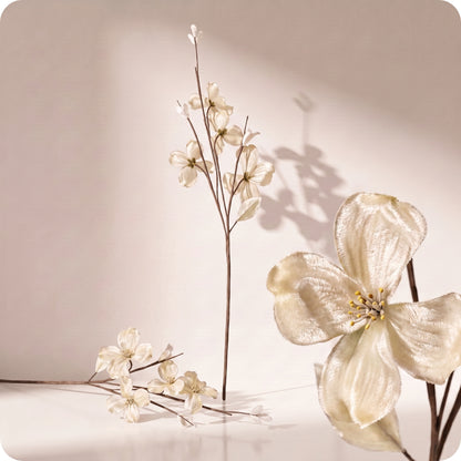Vara velvet dogwood