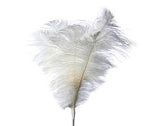 VARA DE PLUMAS BLANCAS CON DORADO 56 CM