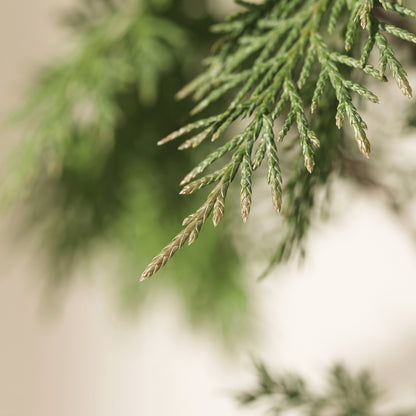 Rama woodland cedar spray