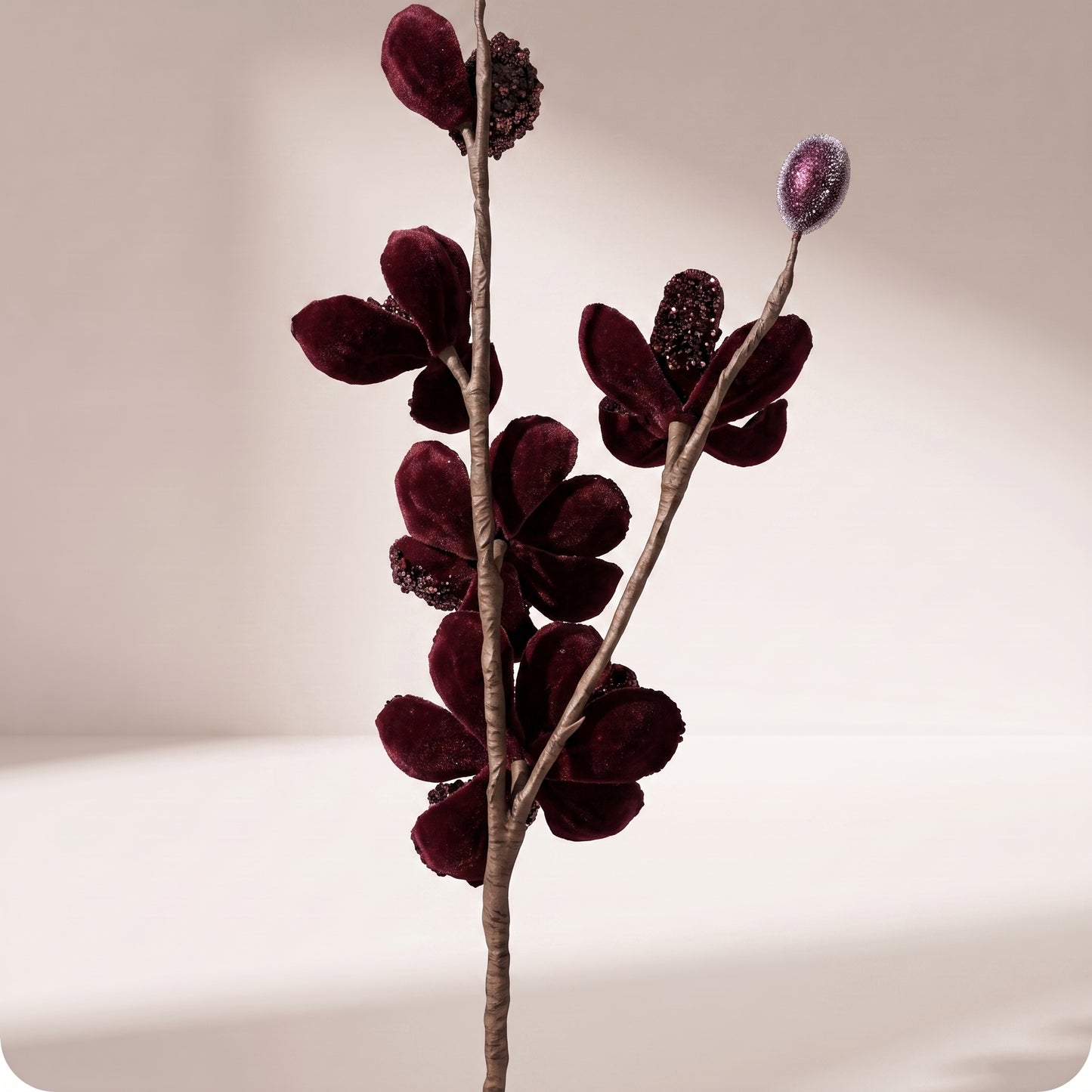 Vara de mini magnolia silvestre borgoña