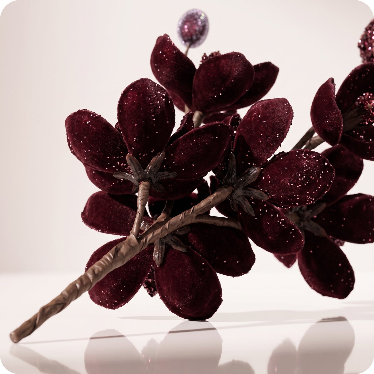 Vara de mini magnolia silvestre borgoña