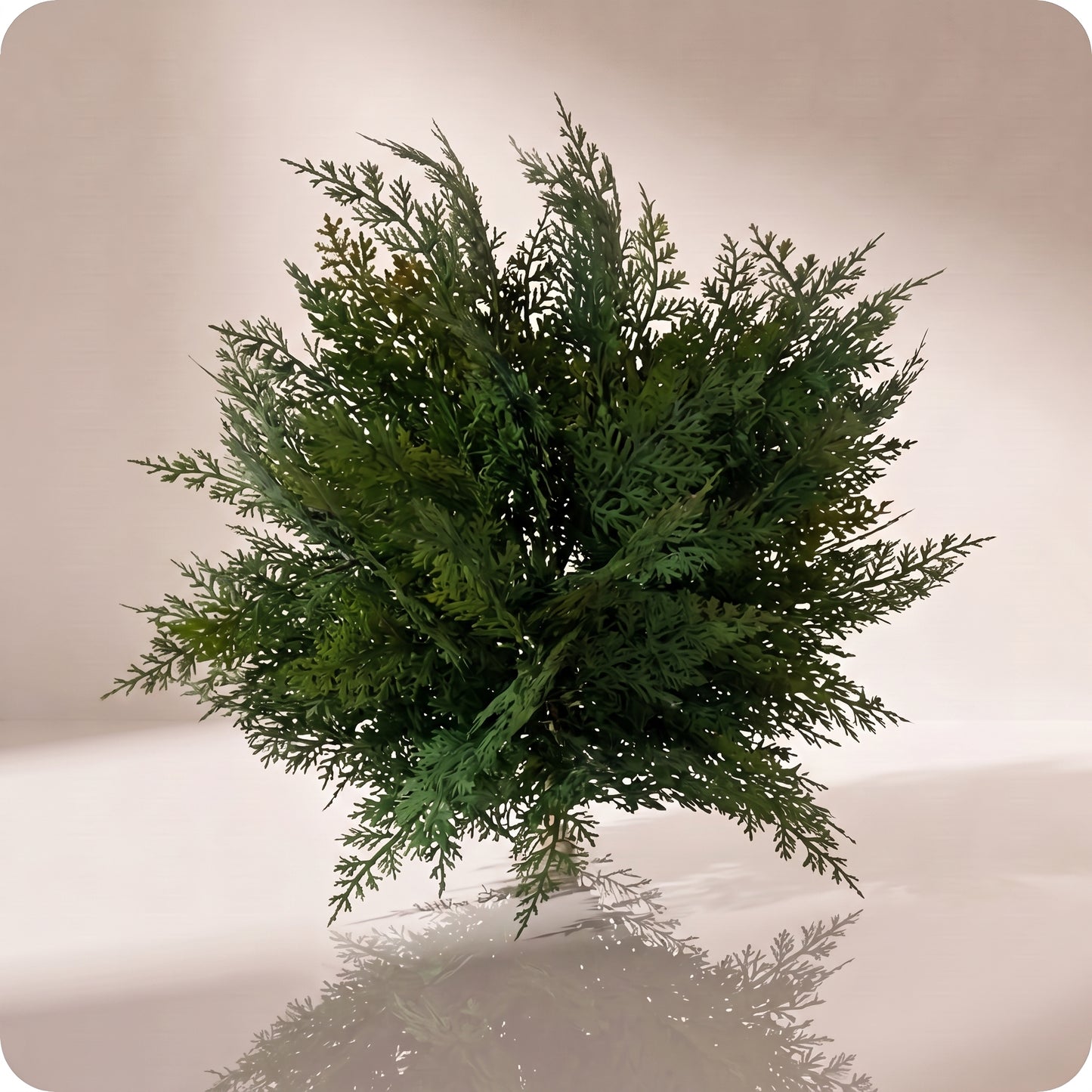 Rama verde de arborvitae bundle with jute tie