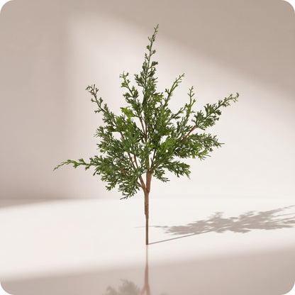 Rama juniper con berry spray
